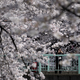 A woman takes a picture of cherry blossoms in full bloom in Tokyo at the end of March.
